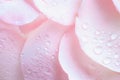 Closeup light pink petal rose with water rain drop make it fresh. Flower wallpaper from natural material in a pastel tone. Royalty Free Stock Photo