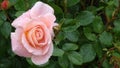 Closeup of a light pink rose flower and leaves with dew drops Royalty Free Stock Photo