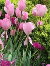 Closeup of light pink tulips and purple poppy flowers