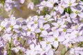 Closeup of light-purple mayflower blossoms (Cardamine pratensis). Royalty Free Stock Photo