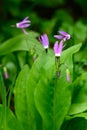 Closeup of light purple and white blooms of Tall Mountain Shooting Star wildflowers in an alpine wilderness