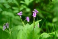 Closeup of light purple and white blooms of Tall Mountain Shooting Star wildflowers in an alpine wilderness