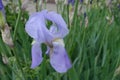 Closeup of light violet flower of iris in May Royalty Free Stock Photo