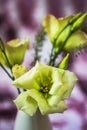 Closeup of light yellow lisianthus flower