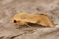 Closeup on a lightbrown Bordered Straw moth, Heliothis peltigera Royalty Free Stock Photo