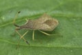 Closeup on the lightbrown European box bug, Gonocerus acuteangulatus Royalty Free Stock Photo