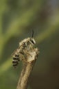 Closeup on a lightbrown fluffy male Pantaloon bee, Dasypoda hirtipes, sitting a twig
