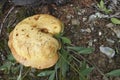 Closeup on the lightbrown Larch Bolete, Suillus grevillei, growing on the forest floor