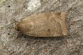 Closeup on the lightbrown lesser yellow underwing owlet moth, Noctua comes