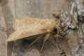 Closeup on a light brown white-point owlet moth, mythimna albipuncta sitting on wood