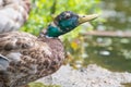 Closeup of a likely juvenile male mallard duck molting feathers starting to get an iridescent green head - taken in the Wood Lake Royalty Free Stock Photo