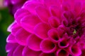 Closeup of a lila dahlia