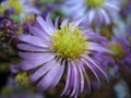 Closeup of lilac aster perennial