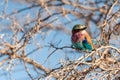 Lilac Breasted Roller sitting on a tree branch Royalty Free Stock Photo