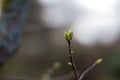 Closeup of lilac buds over poetic blurred backyard background