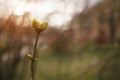 Closeup of lilac buds in spring morning Royalty Free Stock Photo