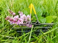 Closeup of lilac flowers in a metal supermarket basket on green grass