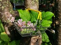 Closeup of lilac flowers in a metallic supermarket basket on a tree in an urban environment