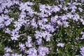 Closeup of lilac flowers of phlox subulata