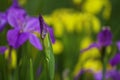 A lilac iris flower bud in the garden