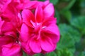 Closeup of the lilac pink flowers of a Geranium plant Royalty Free Stock Photo