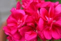 Closeup of the lilac pink flowers of a Geranium plant Royalty Free Stock Photo