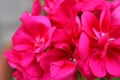 Closeup of the lilac pink flowers of a Geranium plant Royalty Free Stock Photo