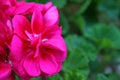 Closeup of the lilac pink flowers of a Geranium plant Royalty Free Stock Photo