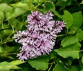 Closeup of Lilac 'Miss Kim' shrubs in a garden