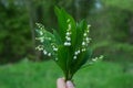 lilly of the valley bouquet picking in hand in the forest on background Royalty Free Stock Photo