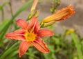 Closeup of a lily flower