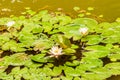 Closeup of lily pad with three white lotus flowers Royalty Free Stock Photo