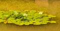 Closeup of lily pad with white lotus flower Royalty Free Stock Photo