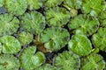 Closeup, lily pads in pond. Covered in raindrops. Royalty Free Stock Photo