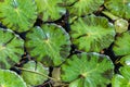 Closeup, lily pads in pond. Covered in raindrops. Royalty Free Stock Photo