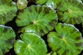 Closeup, lily pads in pond. Covered in raindrops. Royalty Free Stock Photo