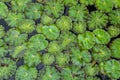 Closeup, lily pads in pond. Covered in raindrops. Royalty Free Stock Photo