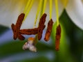 Lily Stamen and Pistil Closeup Royalty Free Stock Photo