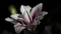 Closeup of a lily under the lights on a dark blurry background