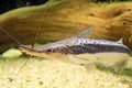 A closeup of the Lima Shovelnose Catfish, Sorubim lima