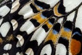 Closeup The Lime Butterfly wing, butterfly wing detail texture background Royalty Free Stock Photo