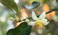 Closeup lime flower in garden.