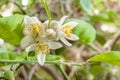 Closeup lime flower in garden.