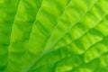 Closeup of lime green hosta leaf back lit by the sun, pattern and texture in a nature background Royalty Free Stock Photo