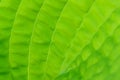 Closeup of lime green hosta leaf back lit by the sun, pattern and texture in a nature background Royalty Free Stock Photo
