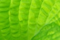 Closeup of lime green hosta leaf back lit by the sun, pattern and texture in a nature background Royalty Free Stock Photo