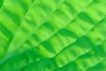 Closeup of lime green hosta leaf back lit by the sun, pattern and texture in a nature background Royalty Free Stock Photo