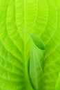 Closeup of lime green hosta leaf back lit by the sun, pattern and texture in a nature background Royalty Free Stock Photo