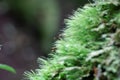 Closeup lime green moss growing on log