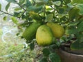 lime  green yellow lemon on the tree blurred of nature background  plant Sour taste fruit Royalty Free Stock Photo
